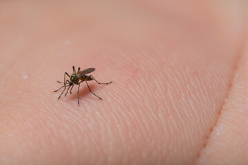 Obraz premium Mosquito resting on human skin in close-up view 