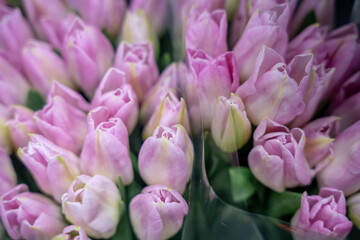 Obraz premium Tulip, tulip bouquet. Bouquet with colorful tulips.