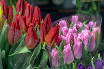 Obraz premium Tulip, tulip bouquet. Bouquet with colorful tulips.