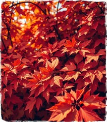 Fototapeta premium Retro-styled autumn leaves, warm tones, grunge texture, texture, november, retro