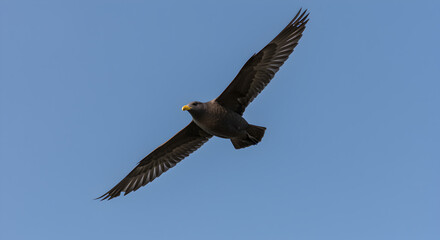 Fototapeta premium Arctic Skua Soaring Freely Against Clear Azure Sky Displaying Majestic Flight