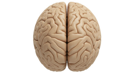 Isolated Front View of a Human Brain
