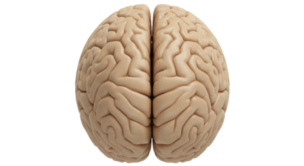 Isolated Front View of a Human Brain