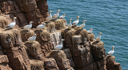 Northern gannets colonize rugged coastal cliffs, displaying a thriving nesting colony