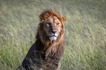 Lion in Serengeti