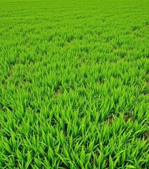 Obraz premium Vast expanse of lush, vibrant green grass, perfectly smooth, peaceful, green, plant