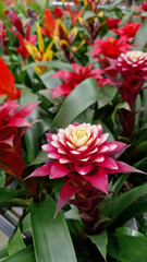 Guzmania. Herbaceous plant with long leaves and bright flowers. Blooming guzmania close-up. Sale of potted flowers in the store. Different types of guzmania