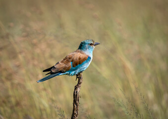 european roller
