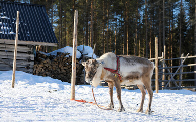 Visit to a reindeer farm in Rovaniemi, Finland  © Sarah