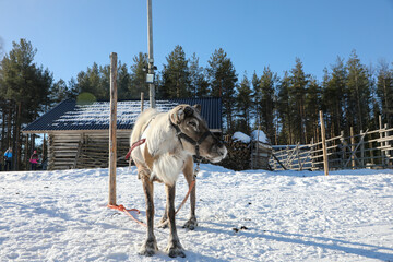 Visit to a reindeer farm in Rovaniemi, Finland  © Sarah