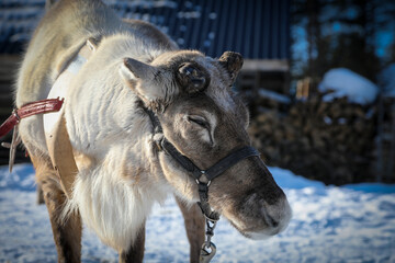 Visit to a reindeer farm in Rovaniemi, Finland  © Sarah