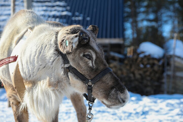 Visit to a reindeer farm in Rovaniemi, Finland  © Sarah