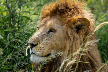 Lion in Serengeti