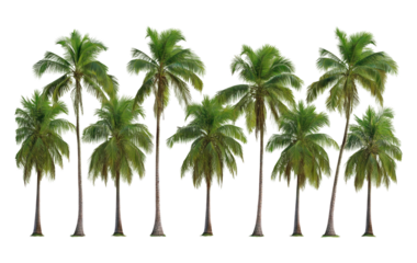 PNG Tropical palm tree sequence trees outdoors nature.