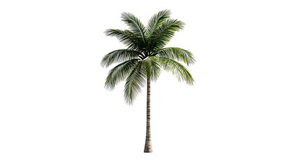 Tall palm tree with lush green leaves, isolated against black, cut out transparent