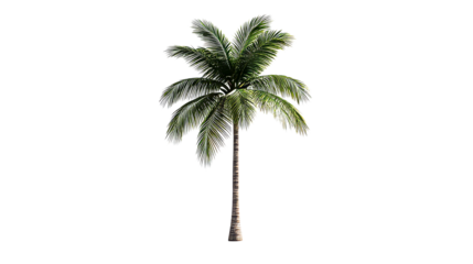 Tall palm tree with lush green leaves, isolated against black, cut out transparent