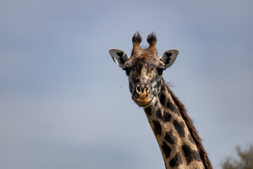 portrait of a giraffe