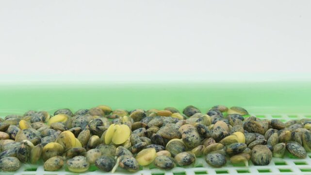 Close up and time lapse of French lentils seeds germinating or sprouting and growing in soilless tray placed inside lightbox under controlled lighting and against white background