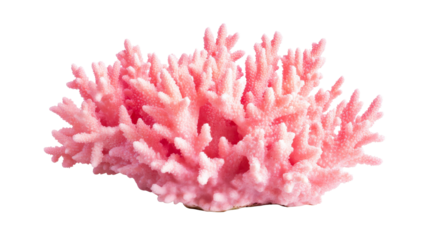 Coral reef vibrant pink, ocean marine wildlife, aquatic nature, cut out transparent
