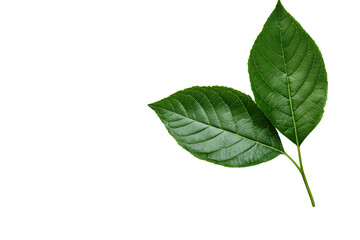 Green leaves with visible veins on black background, cut out transparent