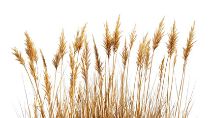 Fototapeta premium Dried ornamental grass stalks, golden foliage plants nature, cut out transparent