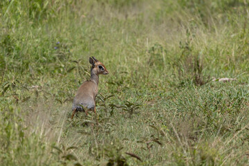 dikdik