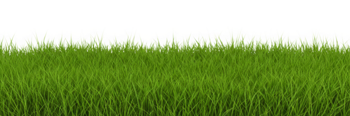 image of luch green grass png transperent or isolated on white background