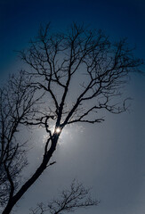 Reflections in the water and the sky with trees