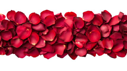 Crimson rose petals scattered in horizontal row, cut out transparent