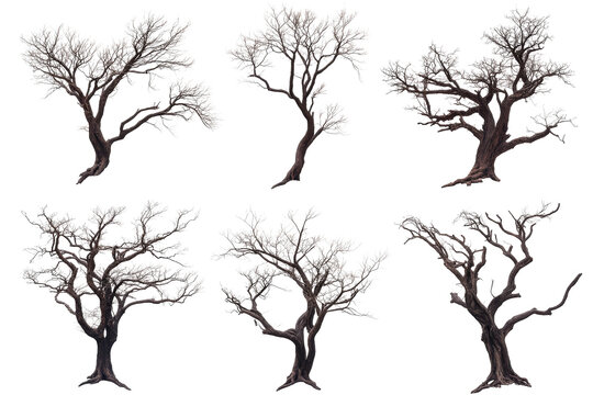 Set of bare trees with intricate branches on black background, cut out transparent
