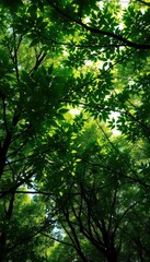 Fototapeta premium Lush green canopy, dappled sunlight filtering through leaves, deciduous, foliage
