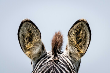 zebra ears
