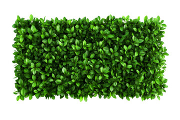 Lush green foliage with rich texture and vibrant leaves