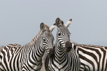 Zebras in the wild of Tanzania