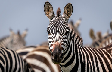 Zebras in the wild of Tanzania
