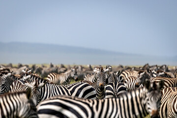 Zebras in the wild of Tanzania