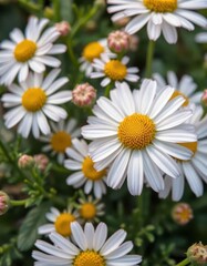 Obraz premium Close-up of chamomile flowers and leaves, delicate petals and vibrant green foliage, natural, plantlife