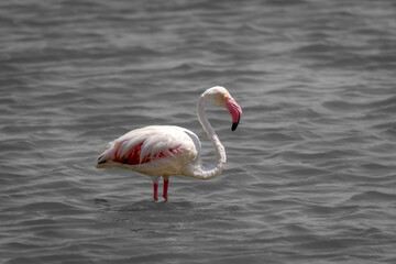 Flamingo in Ngorongoro Crater
