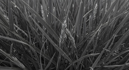 Monochromatic meadow: a close-up of textured grassland with intricate plant details