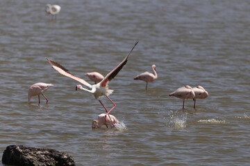 Flamingo in Ngorongoro Crater