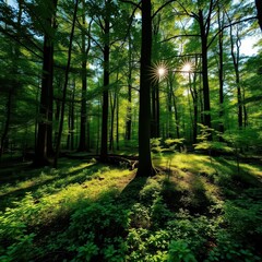 Obraz premium Sun-dappled forest floor, lush green undergrowth, towering trees, natural, woodland floor, ecology