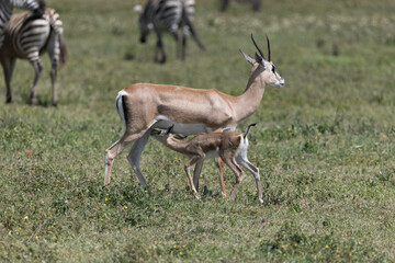 impala in the savannah with baby