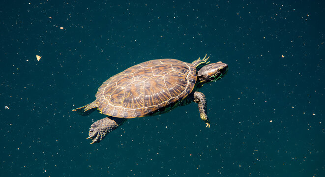 Tranquil turtle swimming gracefully in the vast expanse of a shimmering pond