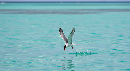 Naklejka premium Elegant Tern Diving into the Vibrant Turquoise Waters of a Tropical Lagoon