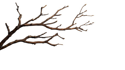 Wood branch with dry twigs against transparent backdrop