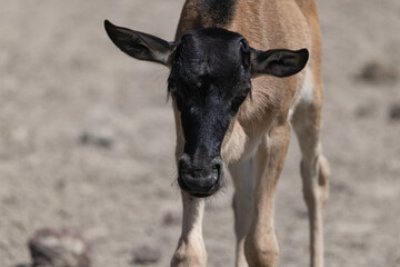 Wildebeest in Serengeti