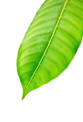 Single vibrant green cocoa leaf, isolated on pure white background, vibrant, plant