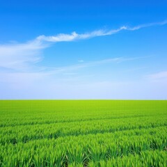 Obraz premium Vast green field stretches to a vibrant blue sky, scenery, environment