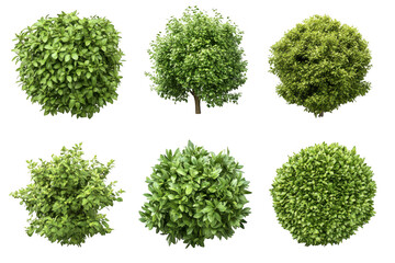 Assortment of various bushes and a tree on a transparent background