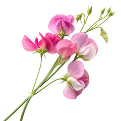 Delicate Pink Sweet Pea Flowers with Green Stems and Leaves
